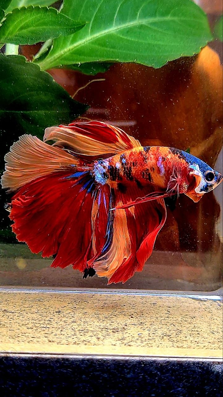 HALFMOON ORANGE GALAXY MULTICOLOR BETTA FISH