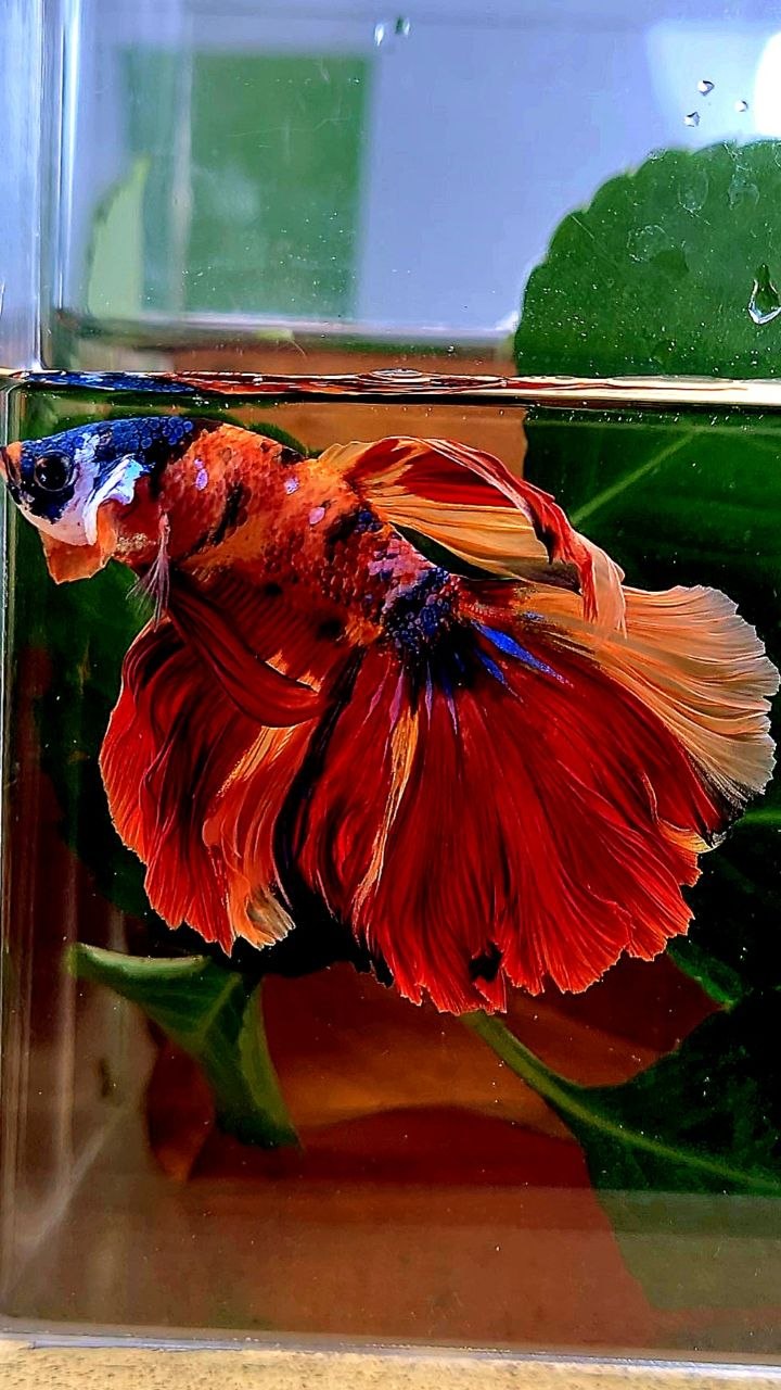 HALFMOON ORANGE GALAXY MULTICOLOR BETTA FISH
