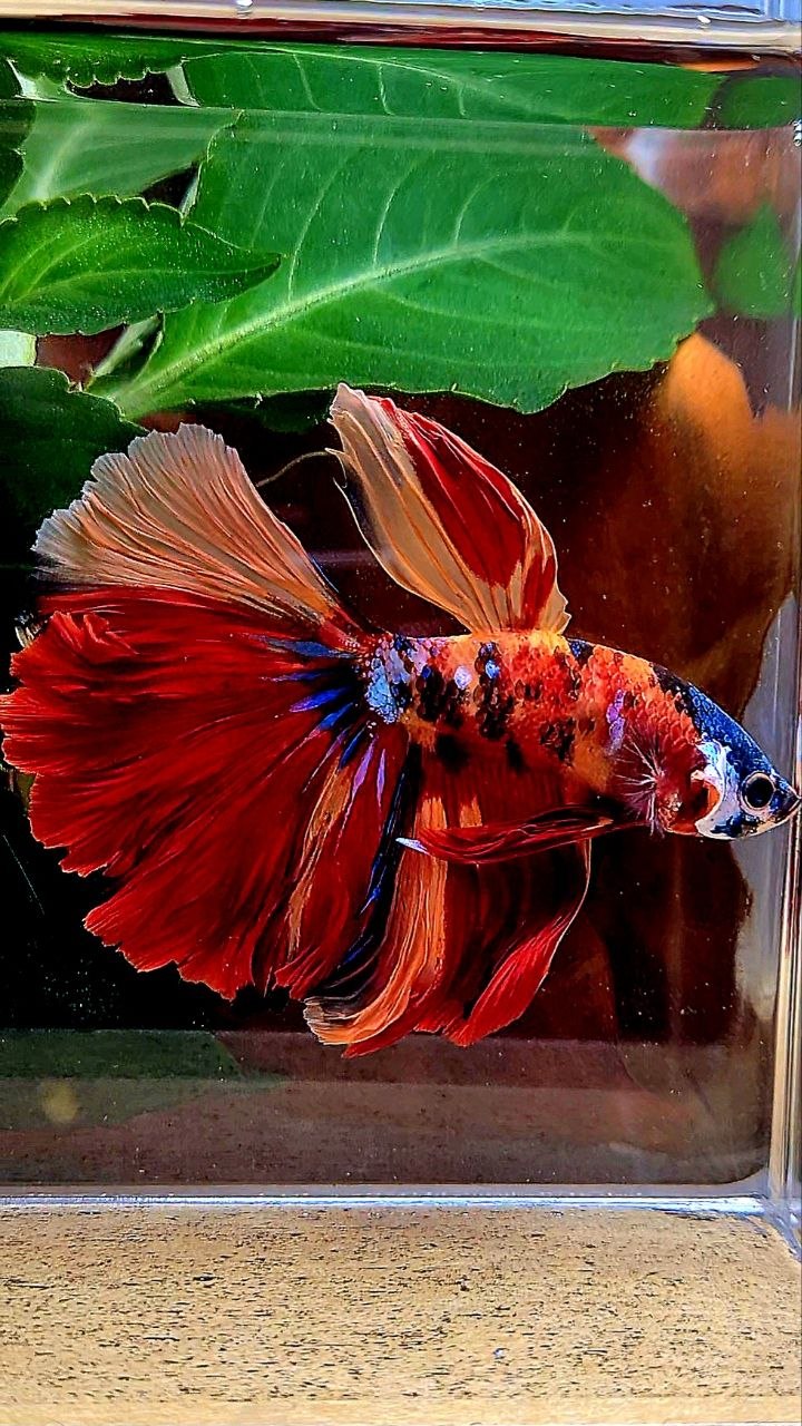 HALFMOON ORANGE GALAXY MULTICOLOR BETTA FISH