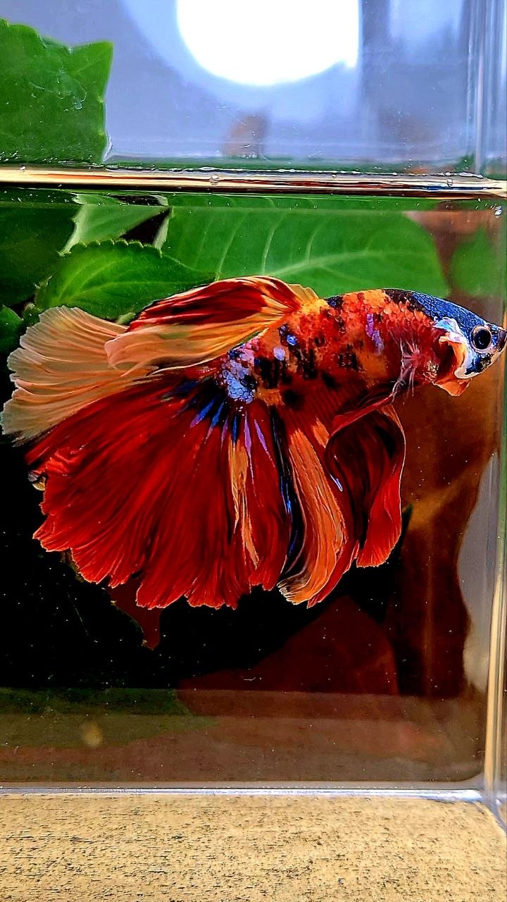 HALFMOON ORANGE GALAXY MULTICOLOR BETTA FISH