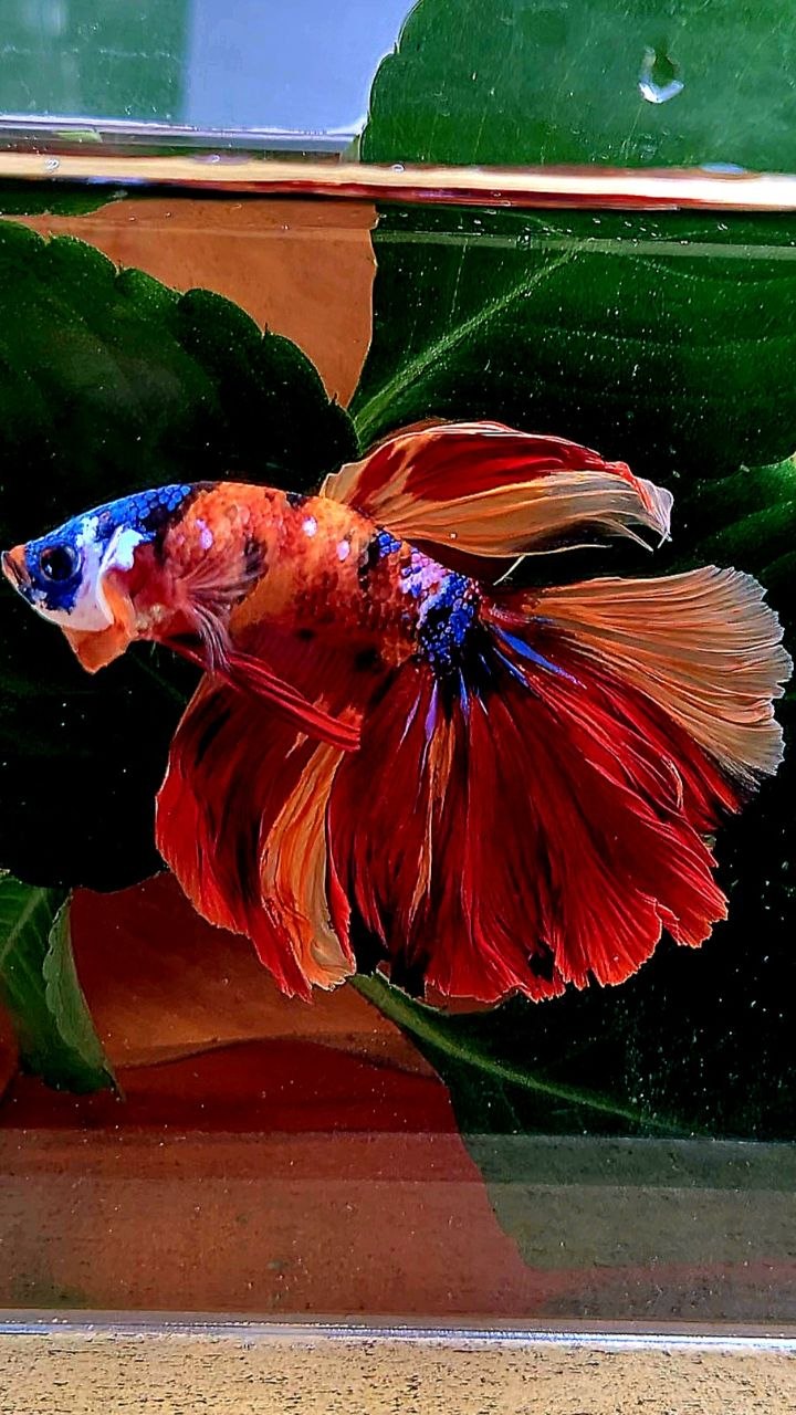 HALFMOON ORANGE GALAXY MULTICOLOR BETTA FISH