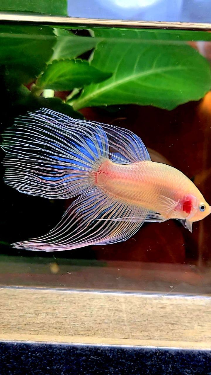 VEILTAIL TRANSPARENT CELLOPHANE BETTA FISH