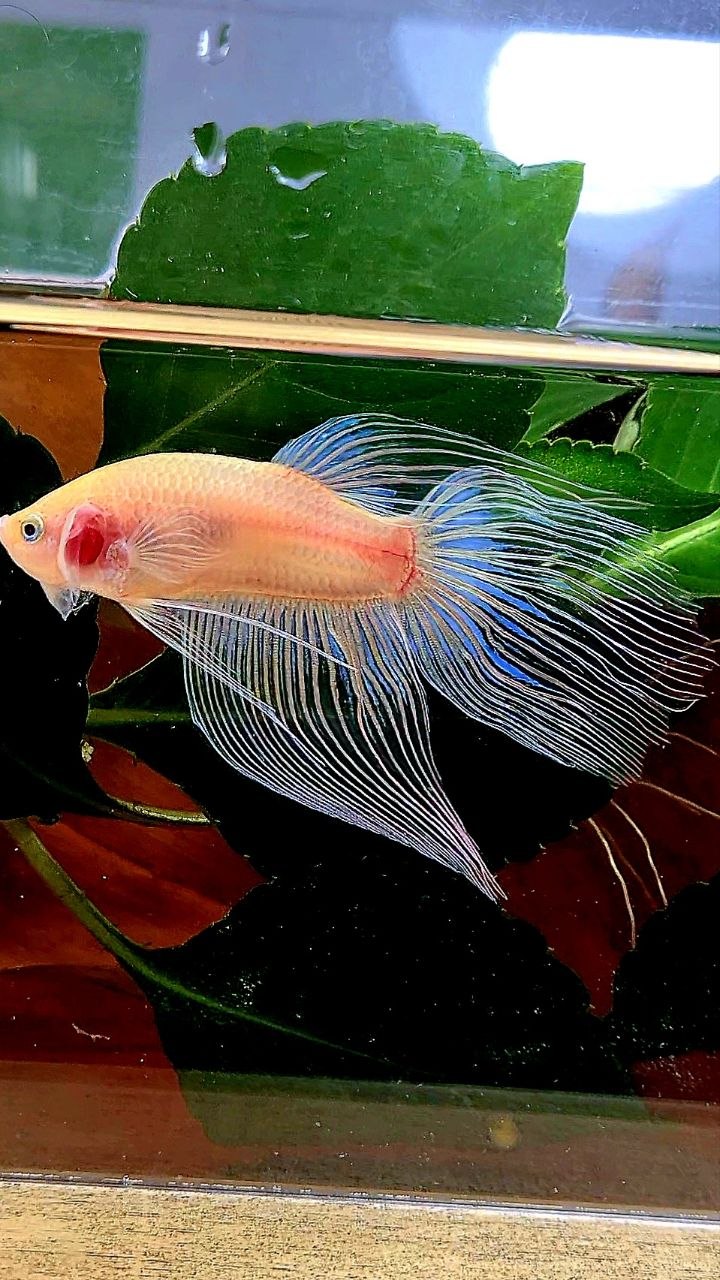 VEILTAIL TRANSPARENT CELLOPHANE BETTA FISH