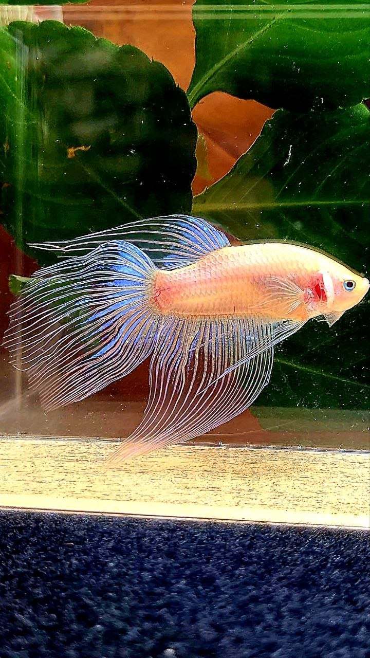 VEILTAIL TRANSPARENT CELLOPHANE BETTA FISH