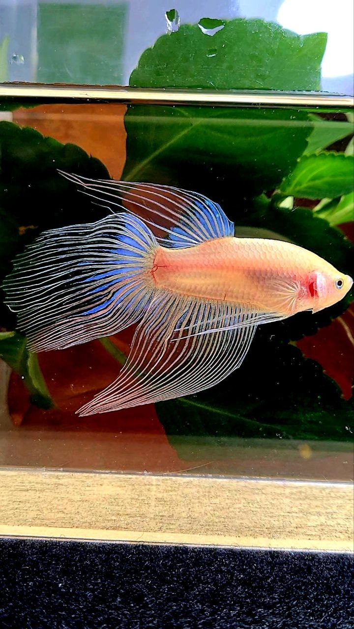 VEILTAIL TRANSPARENT CELLOPHANE BETTA FISH