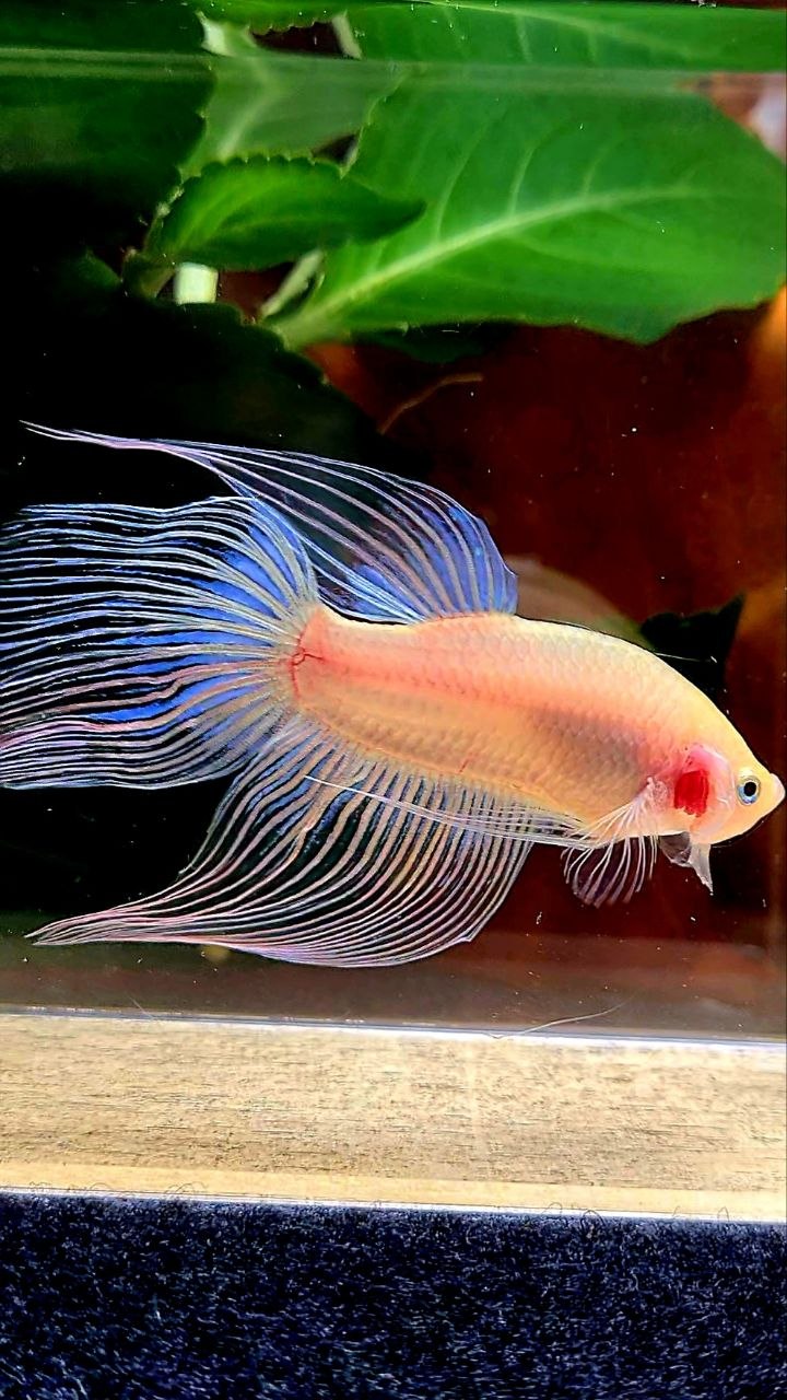 VEILTAIL TRANSPARENT CELLOPHANE BETTA FISH
