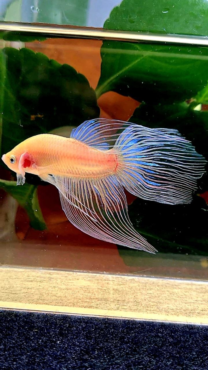 VEILTAIL TRANSPARENT CELLOPHANE BETTA FISH