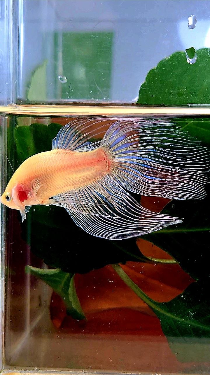 VEILTAIL TRANSPARENT CELLOPHANE BETTA FISH