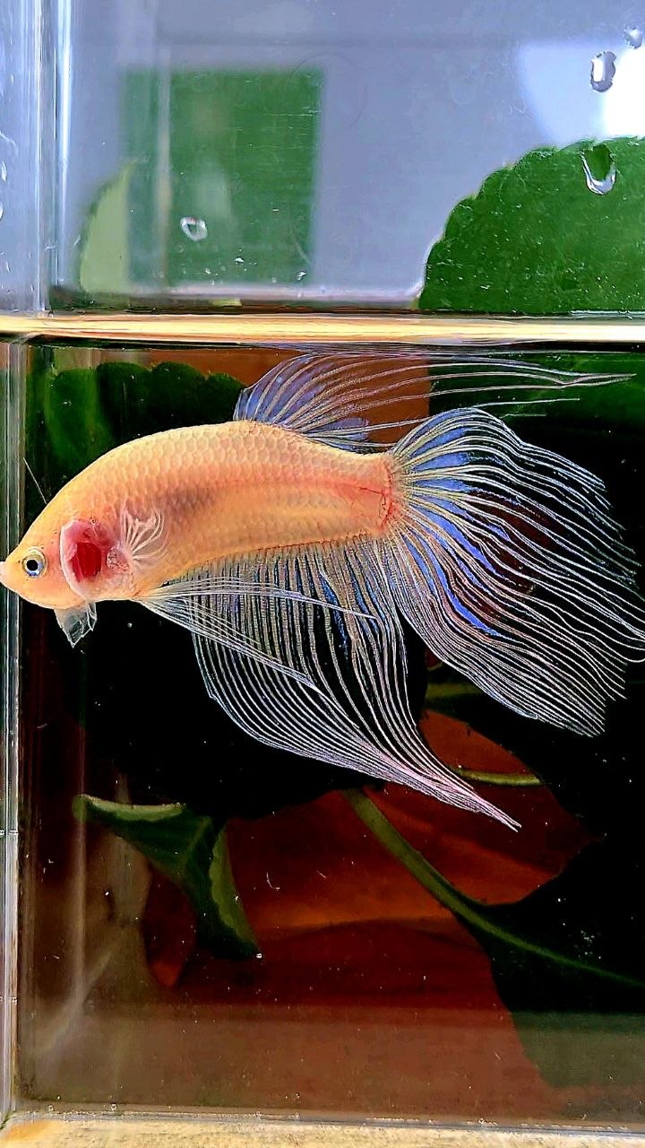 VEILTAIL TRANSPARENT CELLOPHANE BETTA FISH