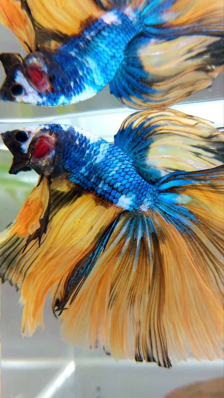 XL HALFMOON OVERTAIL ROSETAIL YELLOW MARBLE FULLMASK MULTICOLOR BETTA FISH