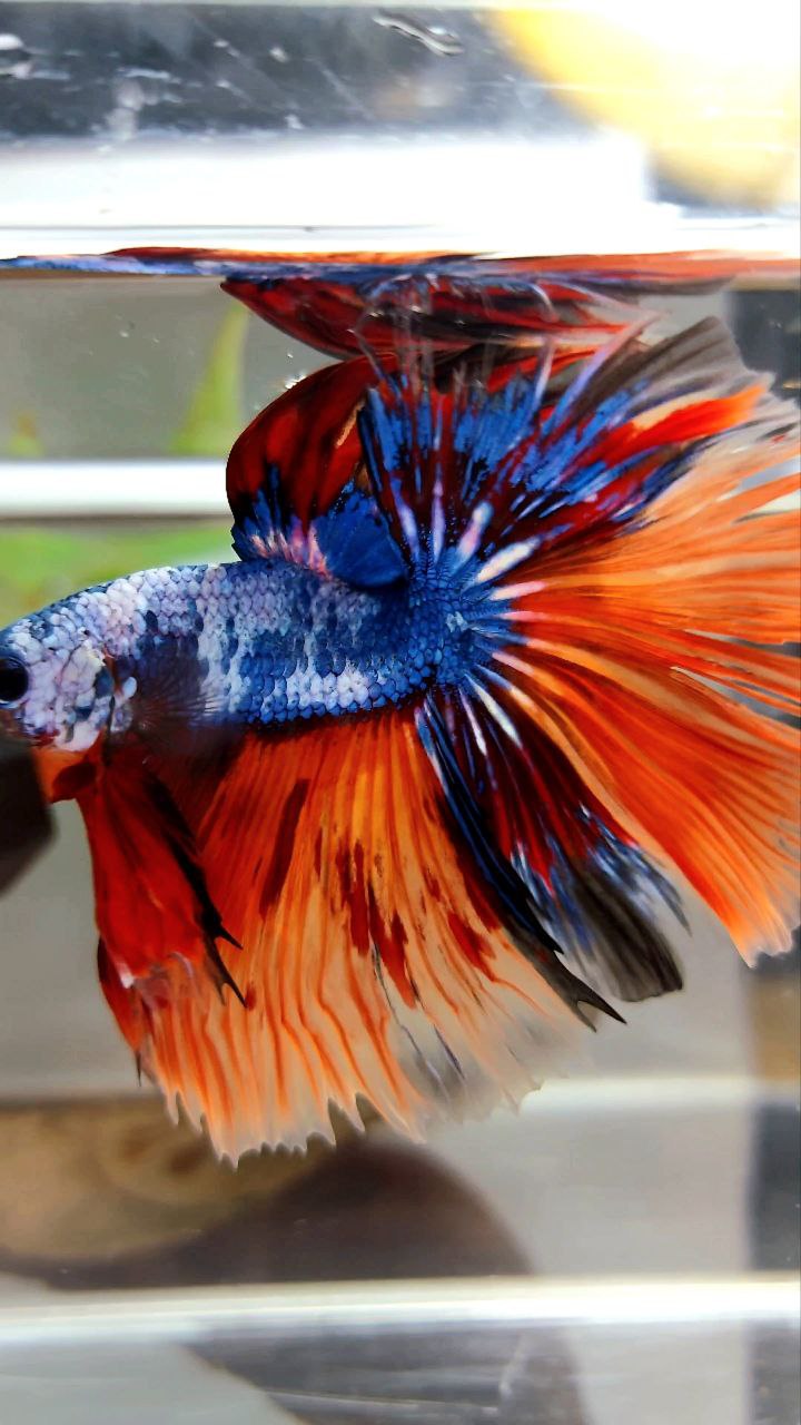 XL HALFMOON OVERTAIL ROSETAIL ORANGE MARBLE FULLMASK FIRE LEOPARD MULTICOLOR BETTA FISH