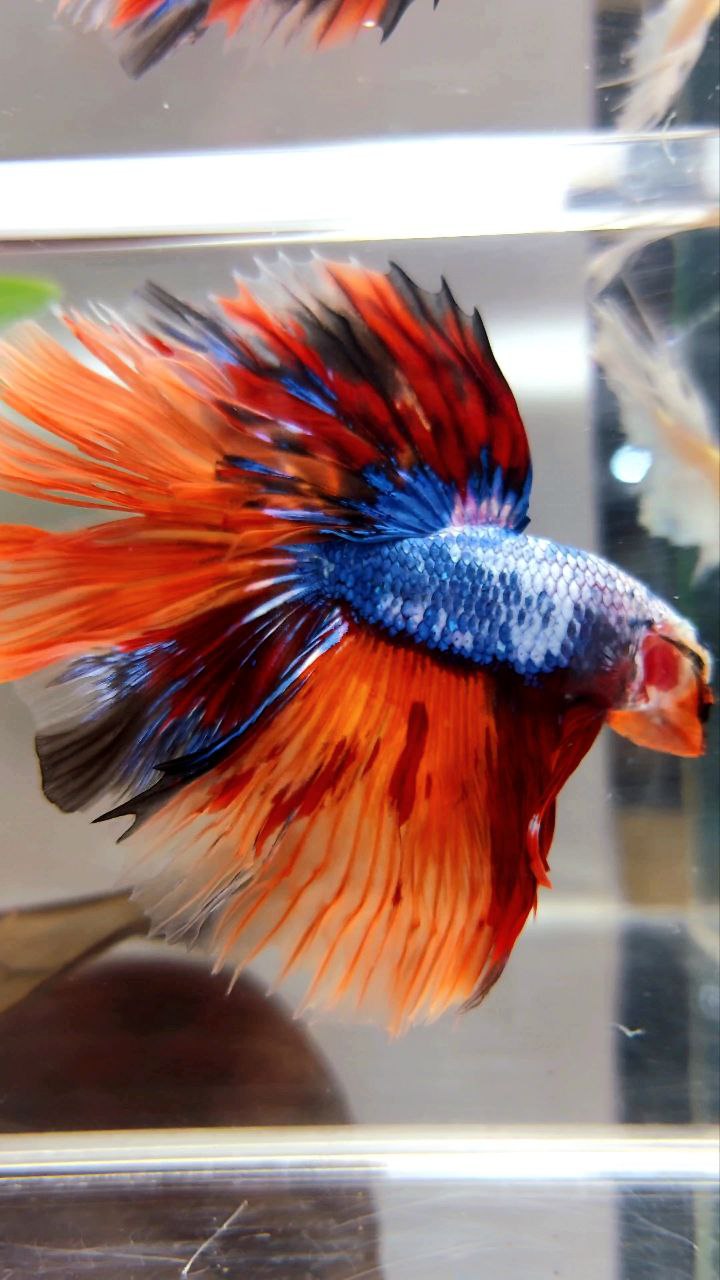 XL HALFMOON OVERTAIL ROSETAIL ORANGE MARBLE FULLMASK FIRE LEOPARD MULTICOLOR BETTA FISH