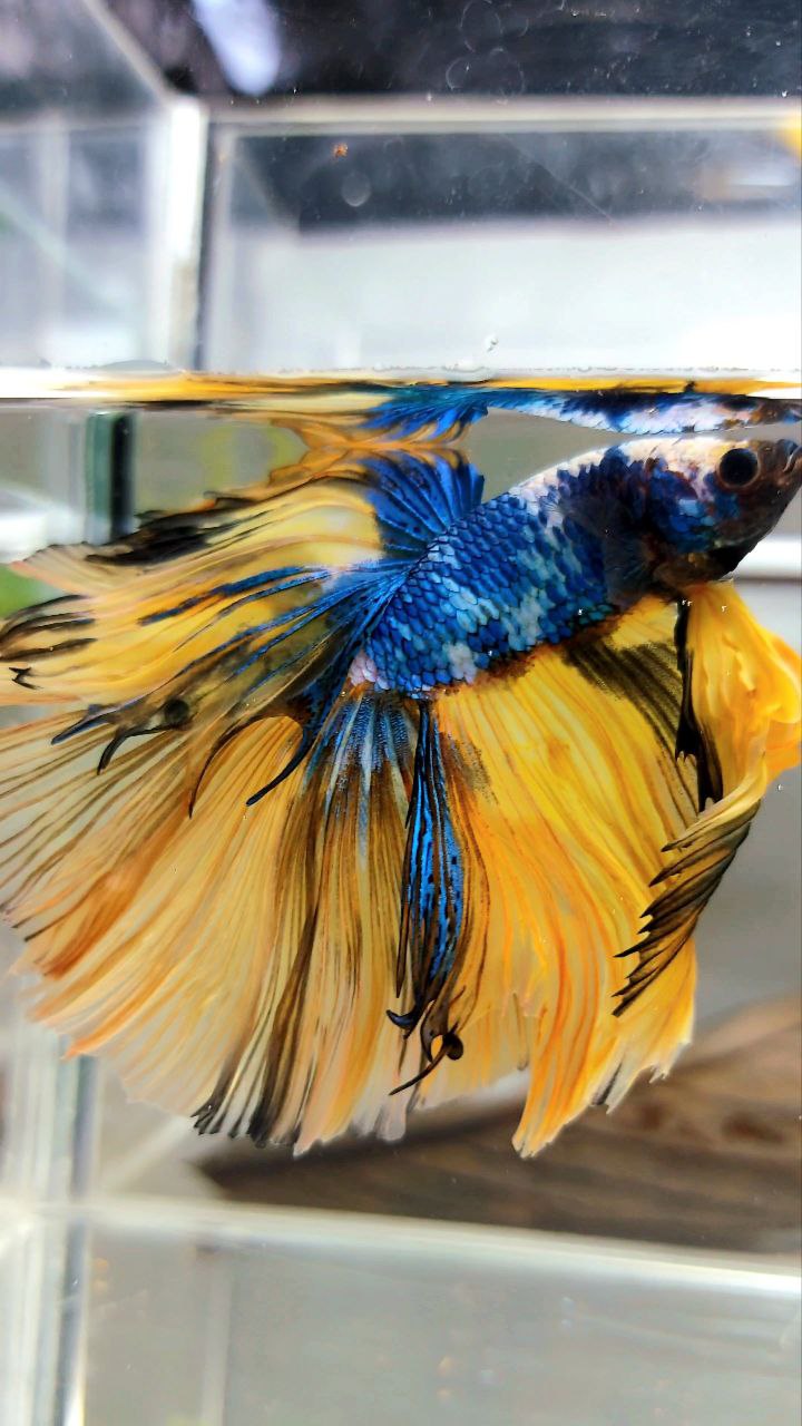 XL HALFMOON OVERTAIL ROSETAIL YELLOW MARBLE FULLMASK MULTICOLOR BETTA FISH