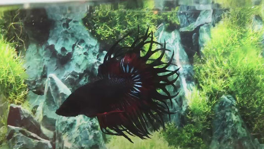 LUXURY KING CROWNTAIL BLACK VAMPIRE PATTERN BETTA FISH