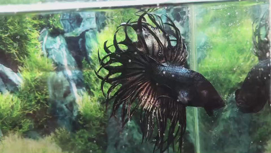 LUXURY KING CROWNTAIL COPPER BETTA FISH
