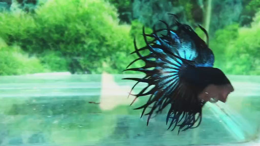LUXURY KING CROWNTAIL BLUE GREEN BETTA FISH