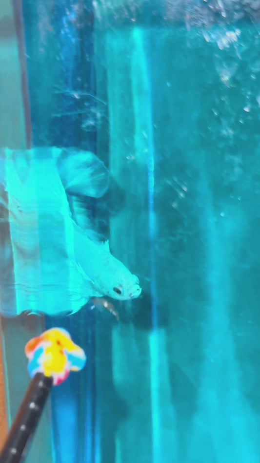 LUXURY HALFMOON DUMBO EAR DOUBLE TAIL WHITE UNICORN BETTA FISH