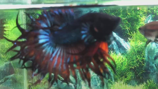 LUXURY KING CROWNTAIL BLUE YELLOW BETTA FISH
