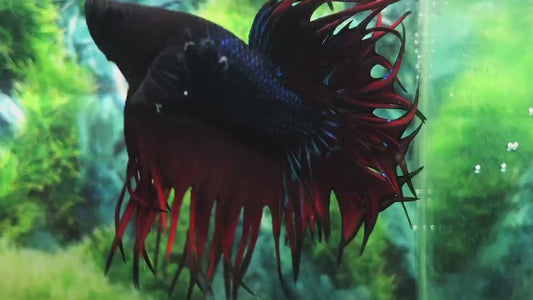 LUXURY KING CROWNTAIL BLACK VAMPIRE BETTA FISH