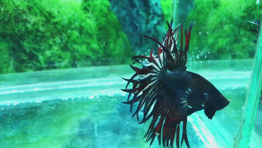 LUXURY KING CROWNTAIL COPPER VAMPIRE BETTA FISH