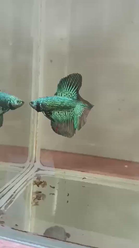 LUXURY HALFMOON DOUBLE TAIL ALIEN GREEN HYBRID WILD BETTA FISH