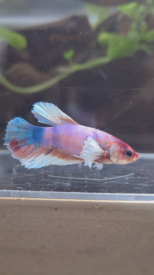FEMALE HALFMOON DUMBO EAR CANDY MULTICOLOR BETTA FISH