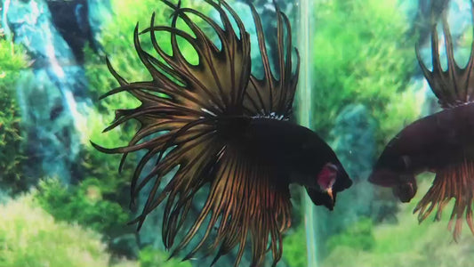 LUXURY KING CROWNTAIL BLACK YELLOW MUSTARD GAS BETTA FISH