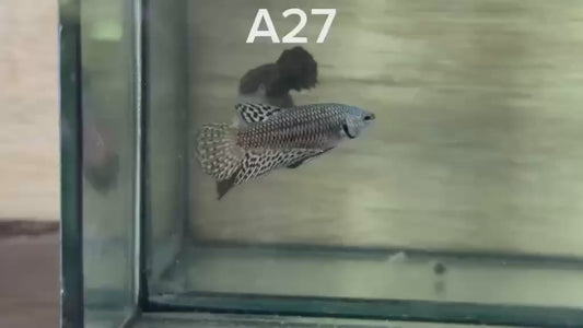 LUXURY FEMALE HALFMOON ALIEN COPPER HYBRID WILD BETTA BETTA FISH