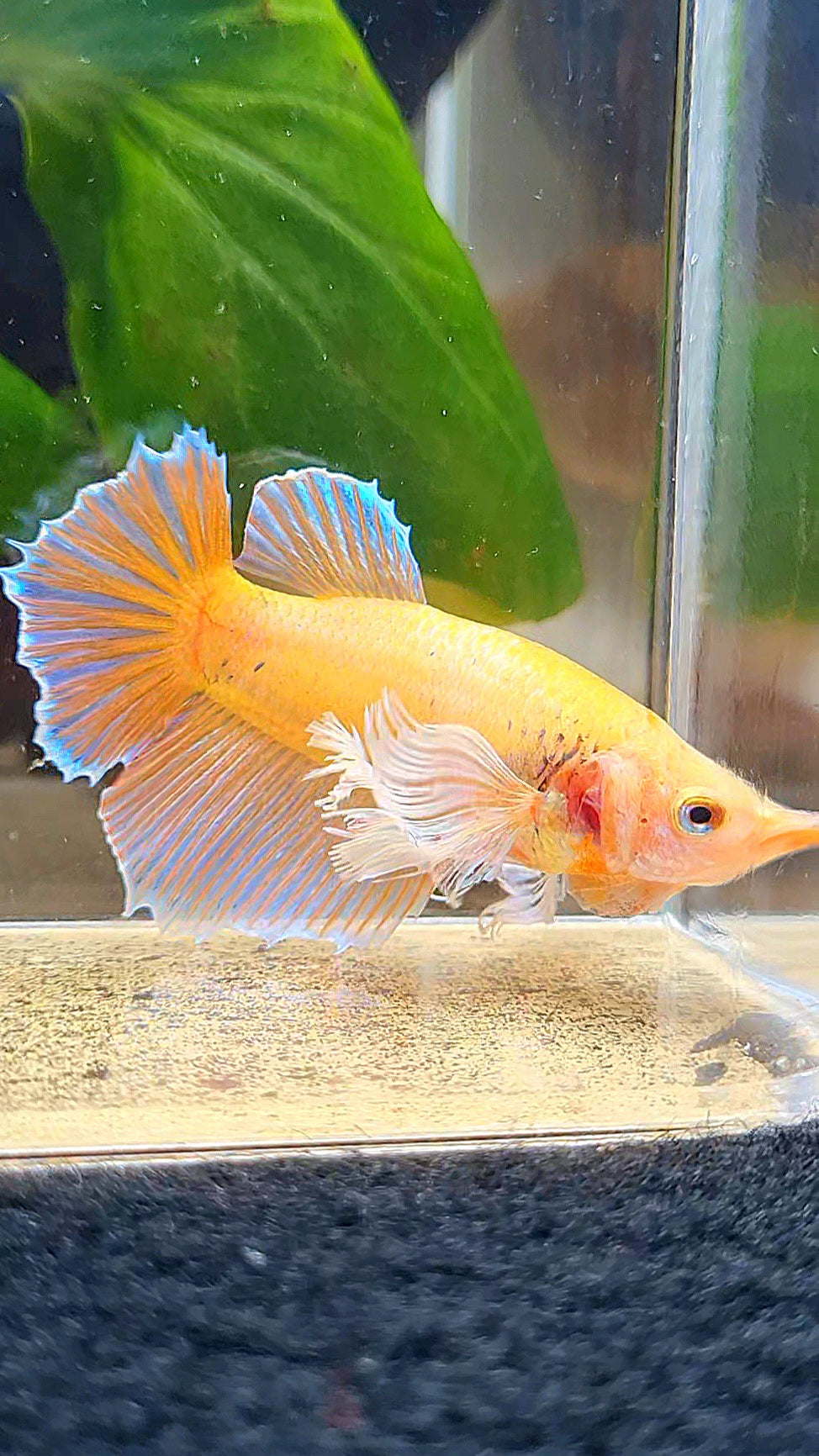 FEMALE HALFMOON DUMBO EAR ORANGE BETTA FISH