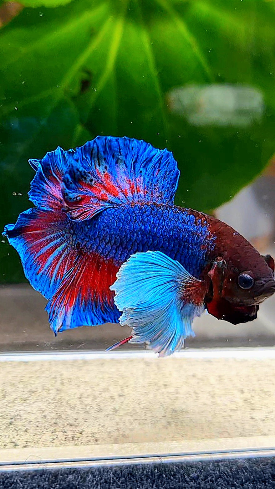 PLAKAT DOUBLE TAIL DUMBO EAR BLUE TURQUOISE BETTA FISH