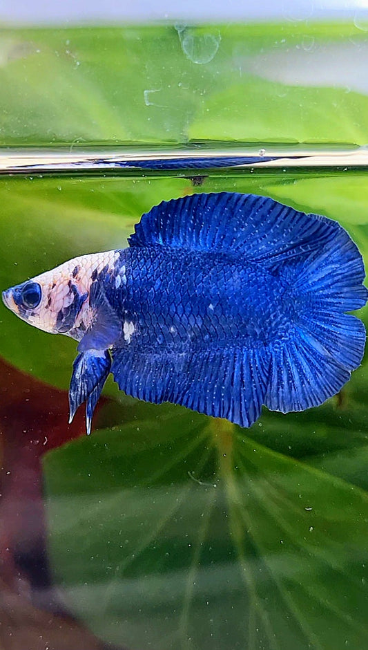 PLAKAT DOUBLETAIL SHORT BODY BLUE PANDA BETTA FISH
