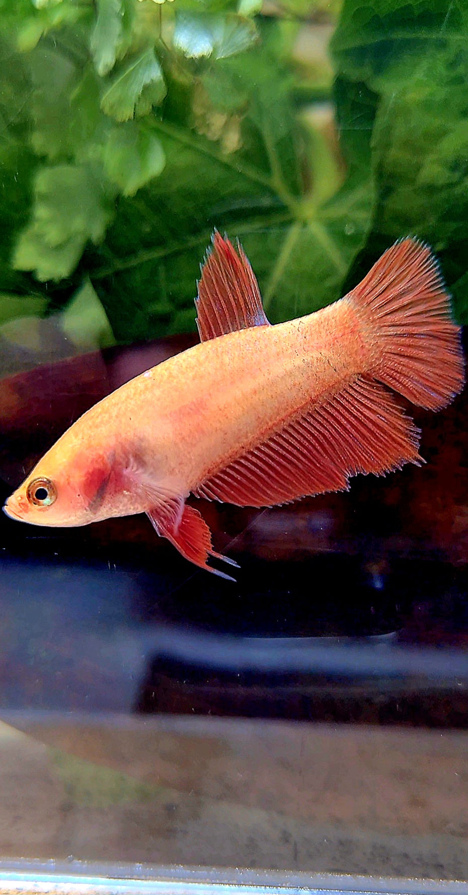 FEMALE HALFMOON SUPER RED BETTA FISH