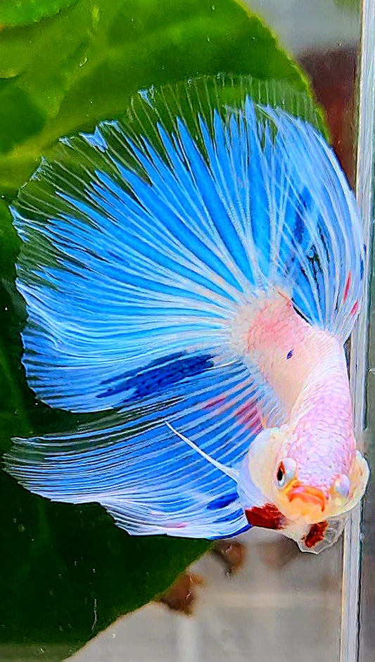 HALFMOON ROSETAIL WHITE BLUE FANCY FLAMINGGO BETTA FISH