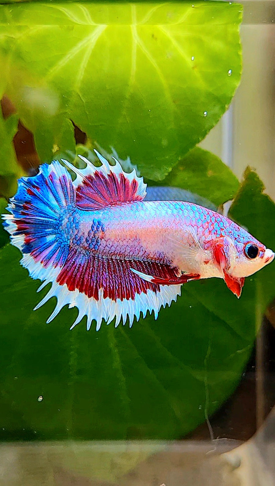 CROWNTAIL PLAKAT PINK FANCY FLAMINGGO BUTTERFLY BETTA FISH