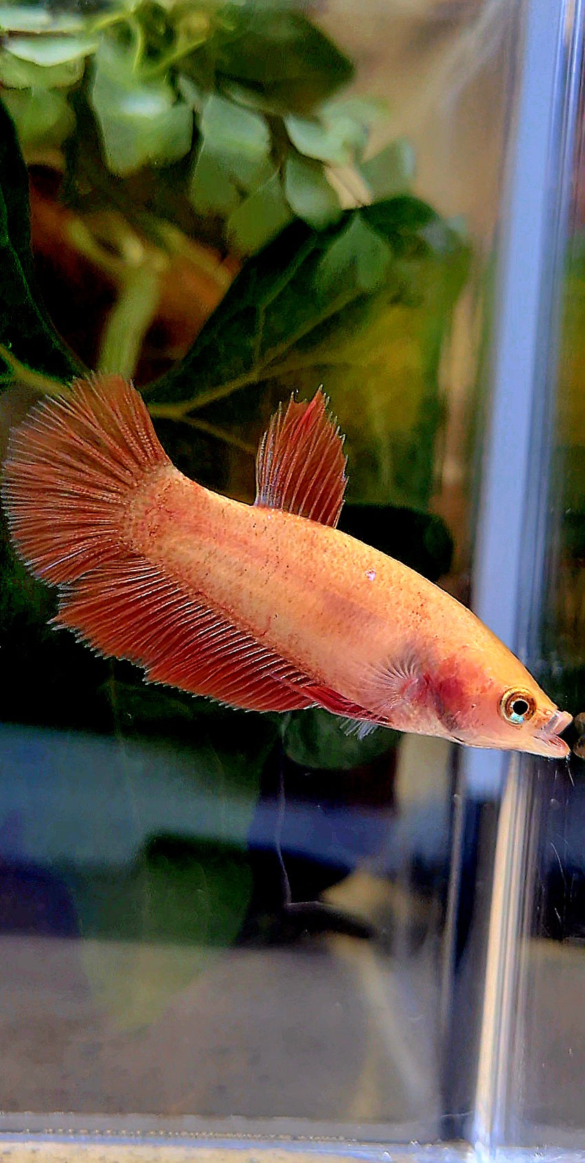 FEMALE HALFMOON SUPER RED BETTA FISH