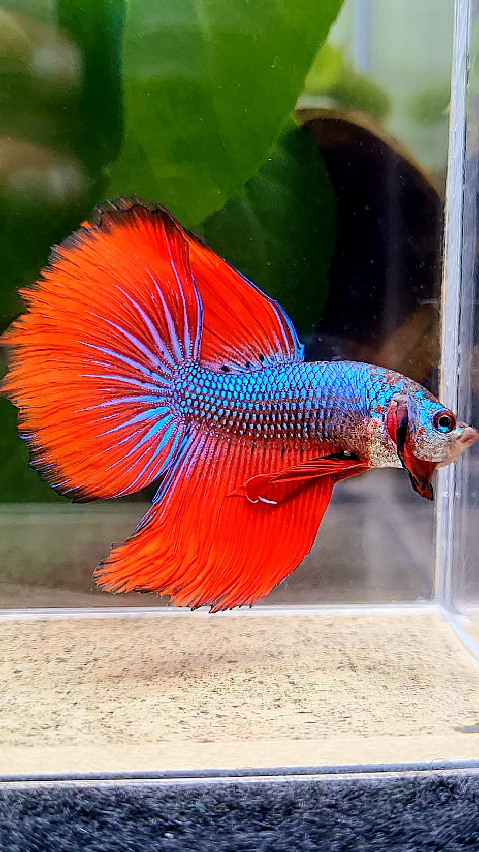 HALFMOON IMBELLIS RED BLUE HYBRID WILD BETTA FISH