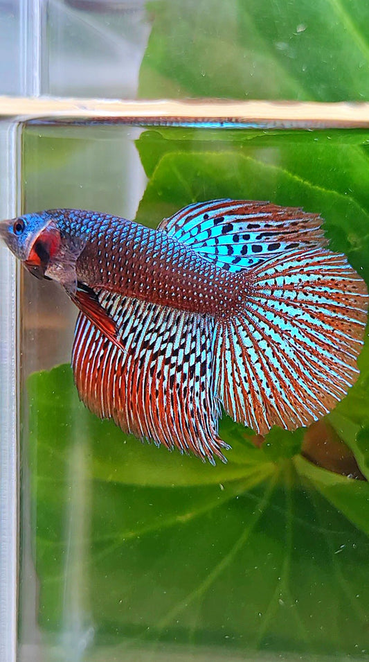 HALFMOON ALIEN HYBRID GREEN WILD BETTA FISH