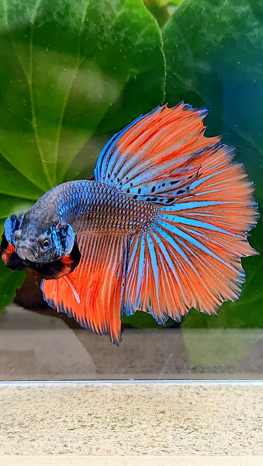 HALFMOON ROSETAIL IMBELLIS ORANGE GREEN HYBRID WILD BETTA FISH