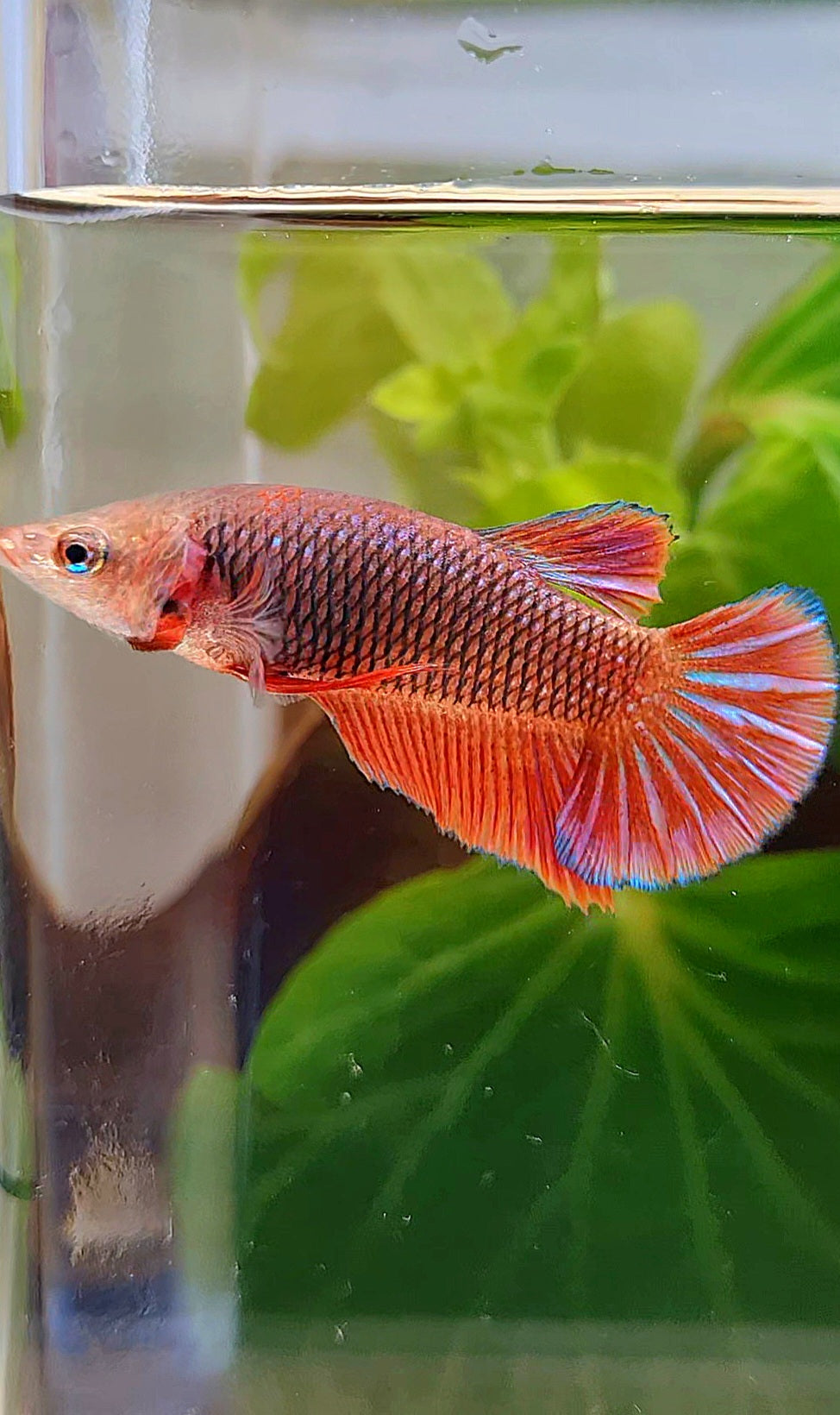 FEMALE HMPK RED PURPLE FANCY BETTA FISH