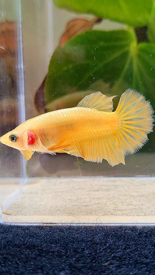 FEMALE PLAKAT SUPER GOLD BETTA FISH