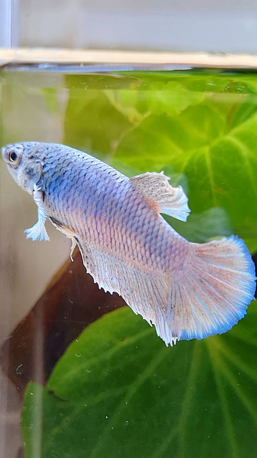 FEMALE HALFMOON BLUE BETTA FISH