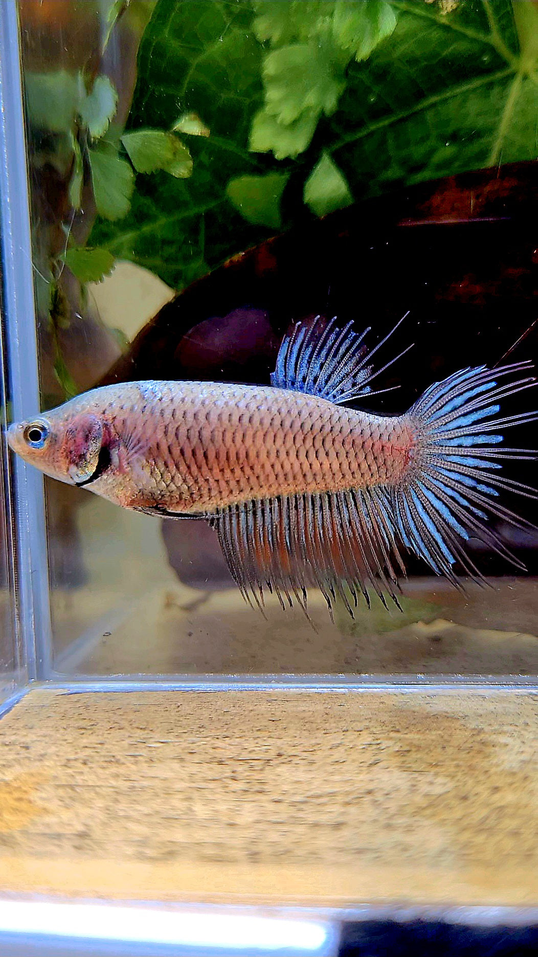 FEMALE CROWNTAIL BETTA FISH