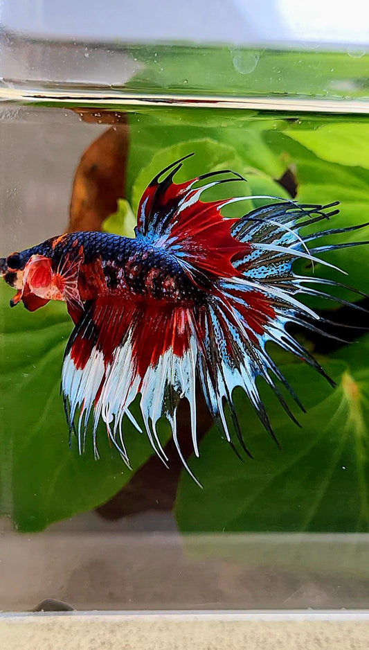CROWNTAIL BLACK RED METALLIC MULTICOLOR BETTA FISH