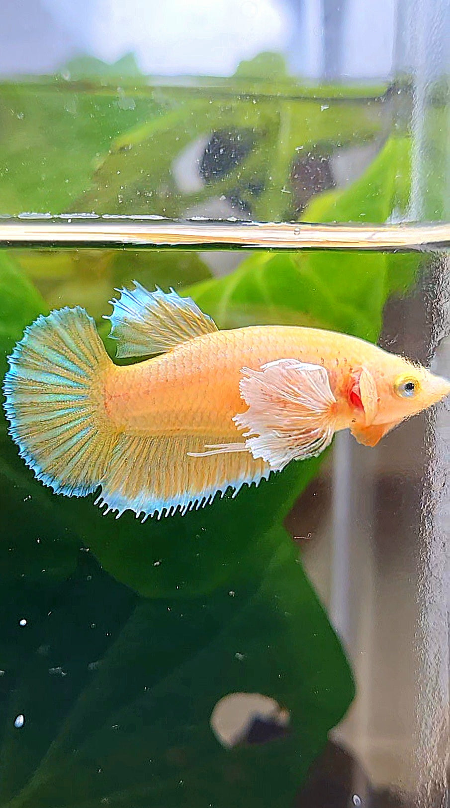 FEMALE PLAKAT DUMBO EAR GOLD BETTA FISH