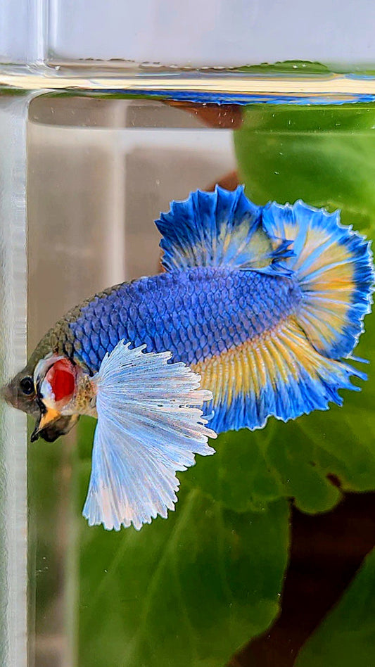 PLAKAT SUPER DUMBO EAR BLUE MUSTARD GAS PATTERN BETTA FISH