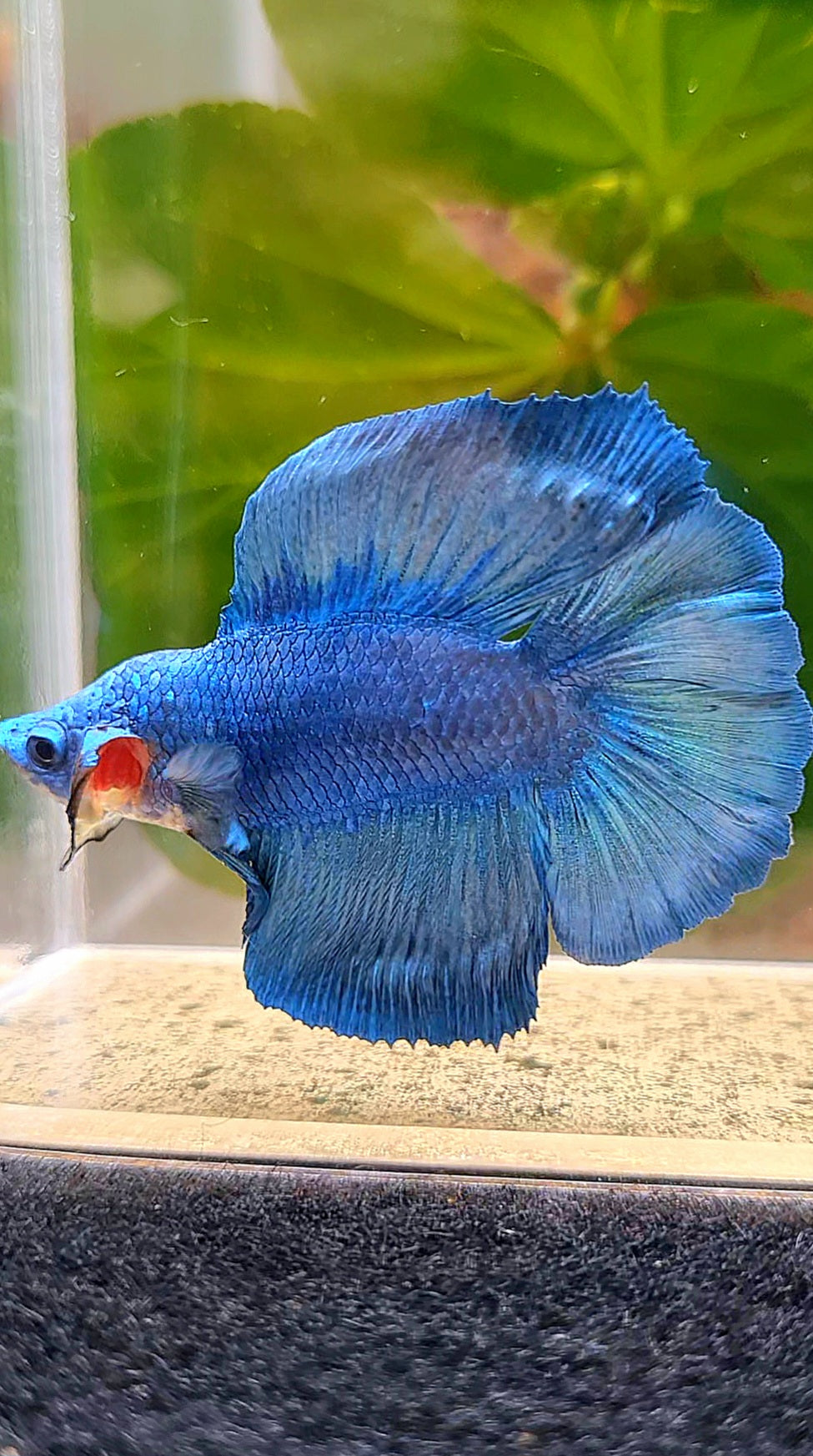 HALFMOON DOUBLE TAIL FANCY BLUE BETTA FISH