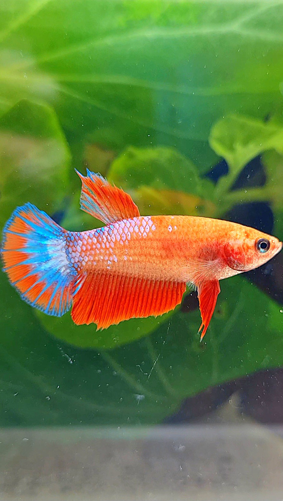 FEMALE HALFMOON RED FANCY FCCP BETTA FISH