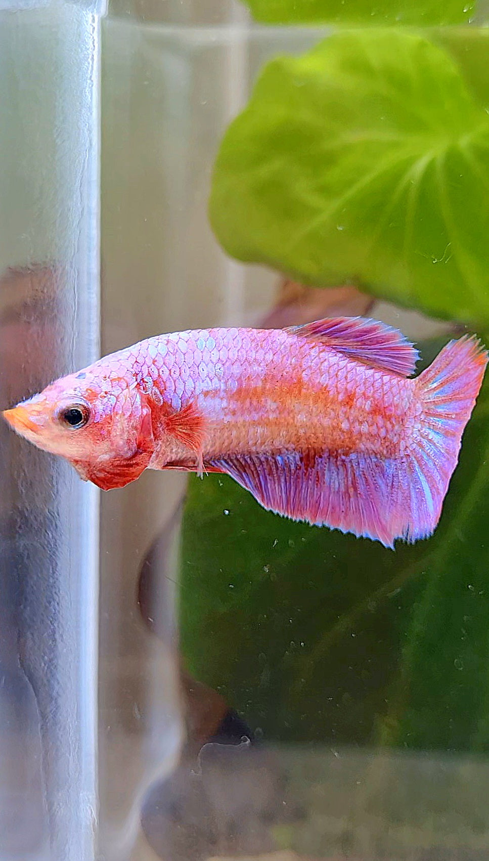 FEMALE PLAKAT RED PURPLE GALAXY RPG BETTA FISH