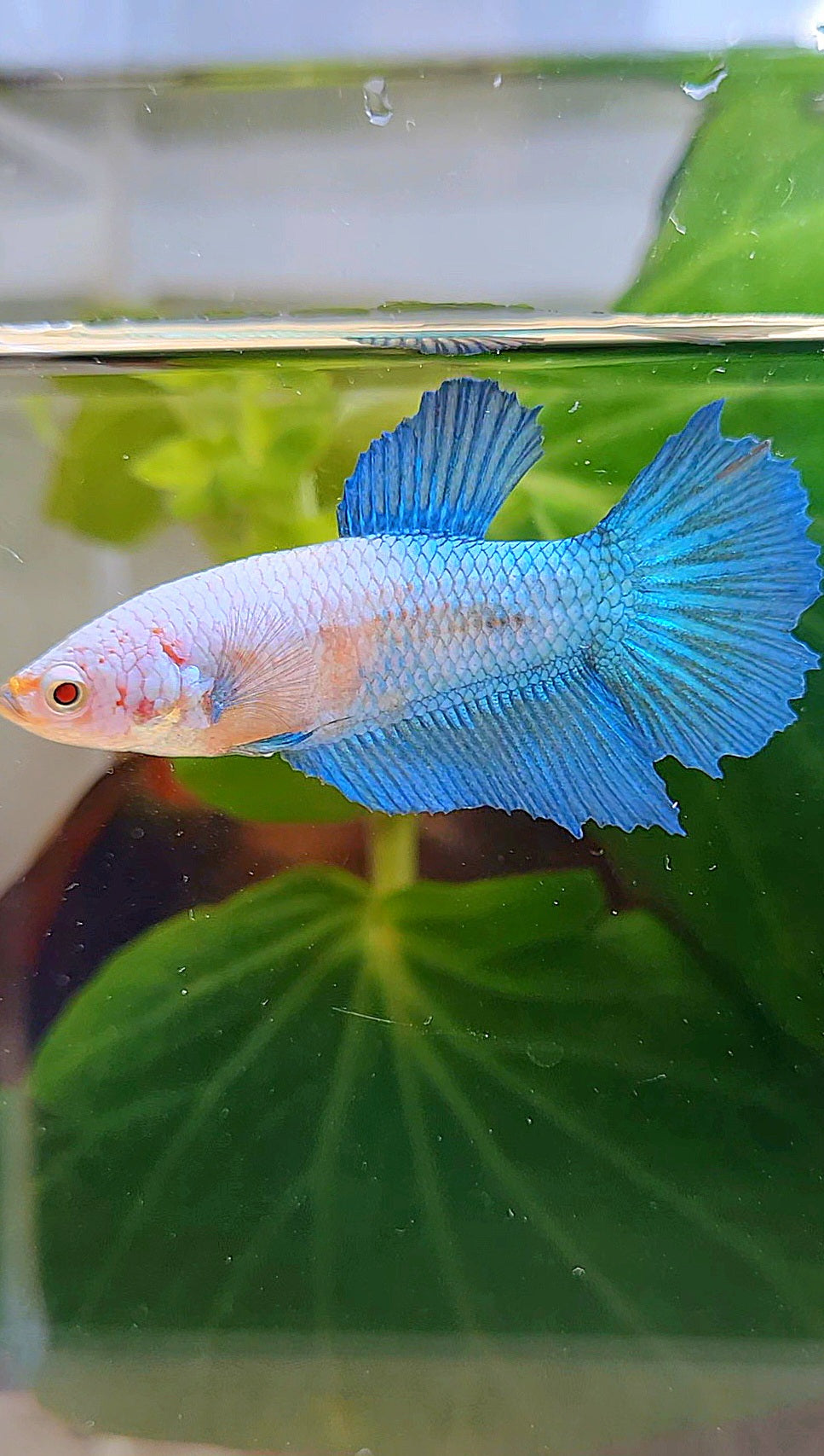 FEMALE HALFMOON BLUE WHITE FACE BETTA FISH