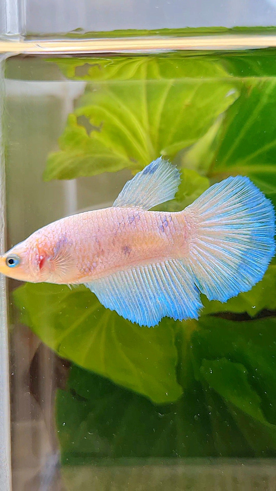 FEMALE HALFMOON WHITE LINE BLUE RIM BETTA FISH
